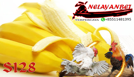Manfaat buah Pisang Raja Bagi Ayam Bangkok