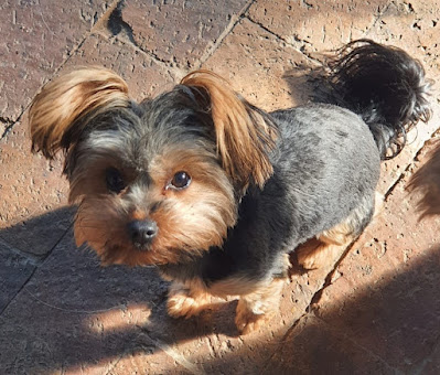 Lily 10 month old Yorkie girl