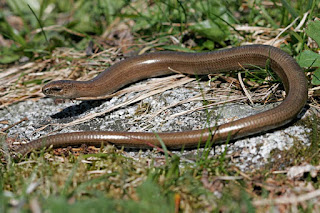 Orvet fragile, Anguis fragilis