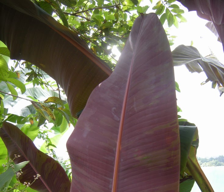 bibit pisang merah/ungu | pisang,buah-buahan, bibit pohon,bibit buah