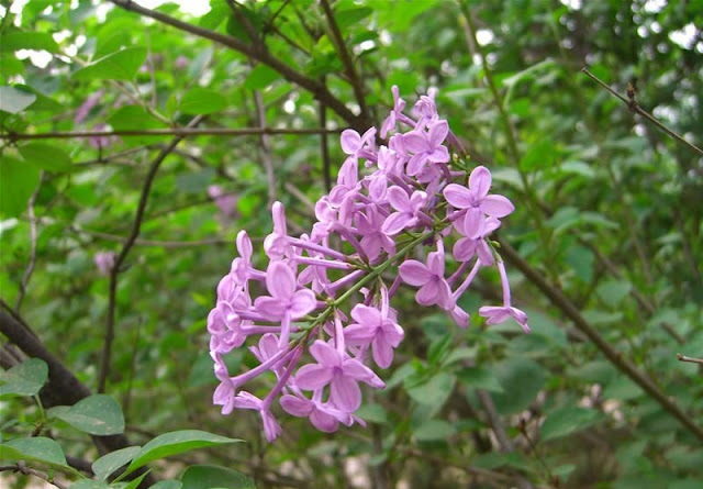 Lilac Flowers Pictures