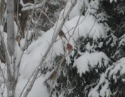 House Finches 12 26 08