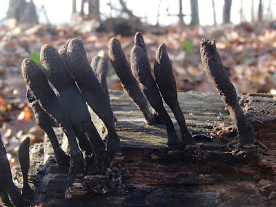 próchnilec długotrzonkowy, Xylaria longipes