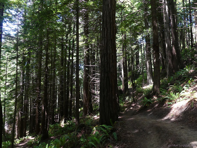 younger redwoods with trail