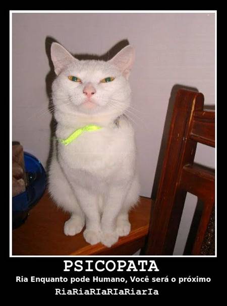 Desmotivacionais, Humor, Gatos, OGatoNinja.blogspot.com