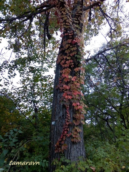 Девичий виноград триострённый (Parthenocissus tricuspidata)