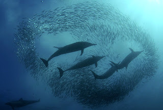 Sardine Run Shark Feeding Frenzy Phenomenon in Africa