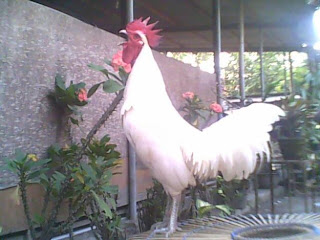 warna bulu ayam ketawa