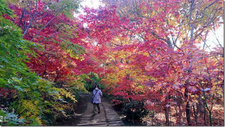 紅葉の中を歩くお年寄り