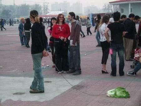 pet-salad