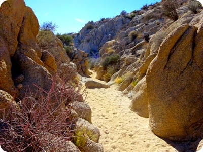 Lost Palms Oasis hike