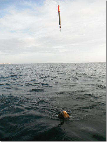 species hunt 02 Aug 2012 017