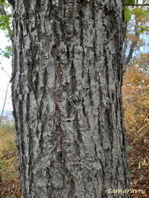 Липа амурская (Tilia amurensis)