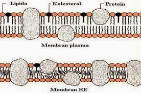 membran retikulum endoplasma