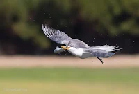 Swift Tern in Flight Woodbridge Island, Cape Town - Canon EOS 7D Mark II