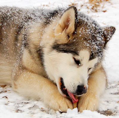 hoshi loves rawhide by paul+photos=moody from flickr (CC-NC)