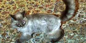 Dorofei, kucing kesayangan mantan Presiden Rusia, Dmitry Medvedev