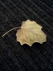 Saw this on our outside rug when I stepped out to go to work. I thought, "Well, fall is officially here!"