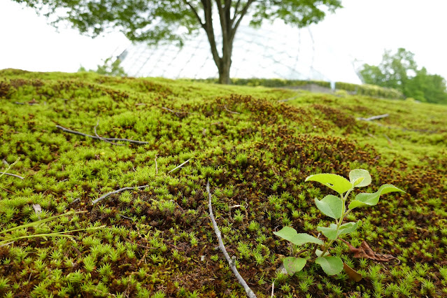 鳥取県西伯郡南部町鶴田 とっとり花回廊