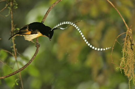 King of Saxony Bird of Paradise - Ave del paraíso de Alberto, o ave del paraíso rey de Sajonia