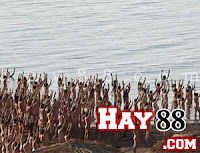 1.000 người khỏa thân lao xuống Biển Chết | Maphim.net