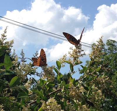 Butterflies on privet