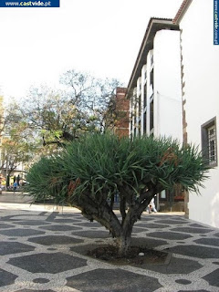 CITY / Ilha da Madeira, Funchal, Portugal