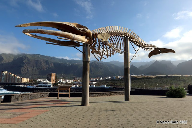 ESQUELETO DE BALLENA DE LOS SILOS. Tenerife, España