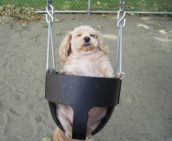 Funny And Cute Swinging Dogs