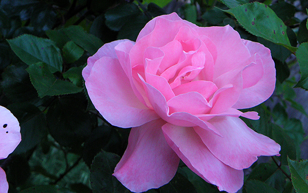 Deep pink rose with deep green foliage