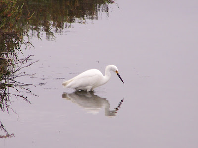 Snowy Egret Fishing at Bolsa Chica