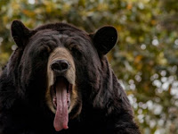 5-year-old Colorado girl attacked by large bear in yard