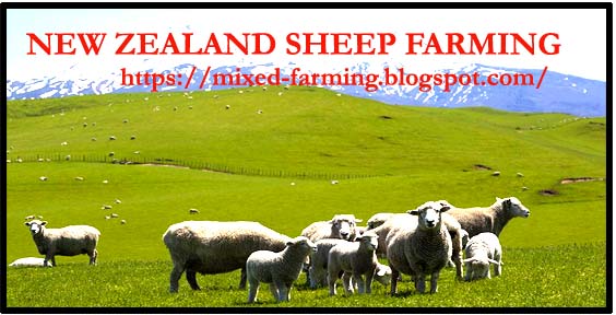 NEW ZEALAND SHEEP FARMING