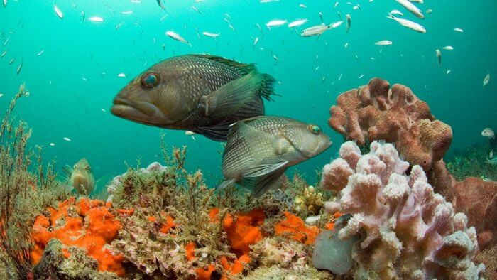 Penjelasan Lengkap Seputar Ekosistem Dalam Ilmu Biologi