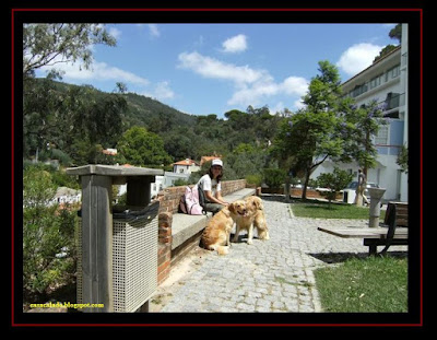 Golden Retriever in Monchique