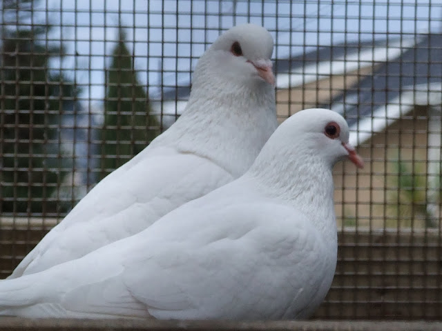 Sweet & Beautiful Love Pigeons HD Wallpaper Free