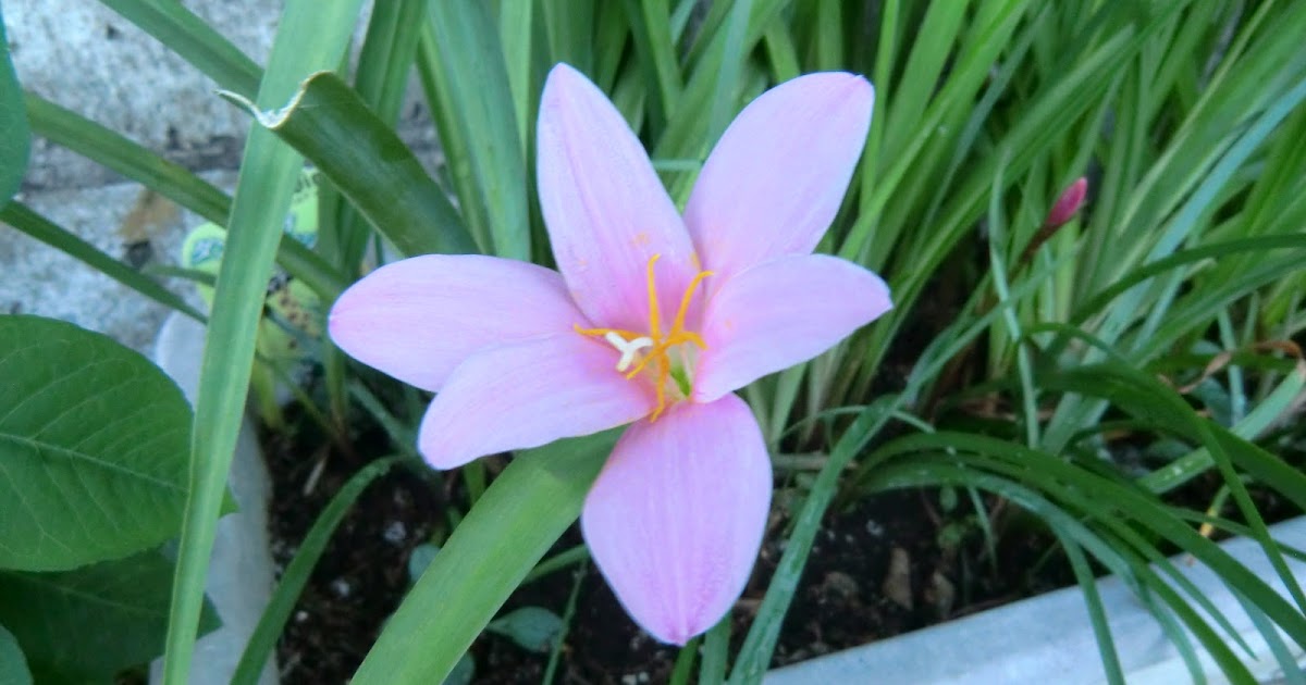 庭の草花 ゼフィランサス サフランモドキ 花言葉 純白の愛