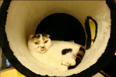 Tokyo's Cat Cafe Seen On  www.coolpicturegallery.us