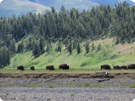 Lamar Valley Buffalo Herd