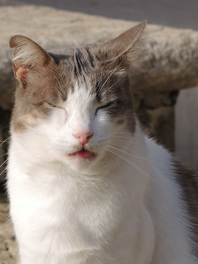 Malta: nog een laatste keer : katten!