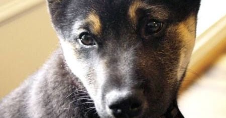 German Shepherd Shiba Inu Mix Temperament Size Lifespan