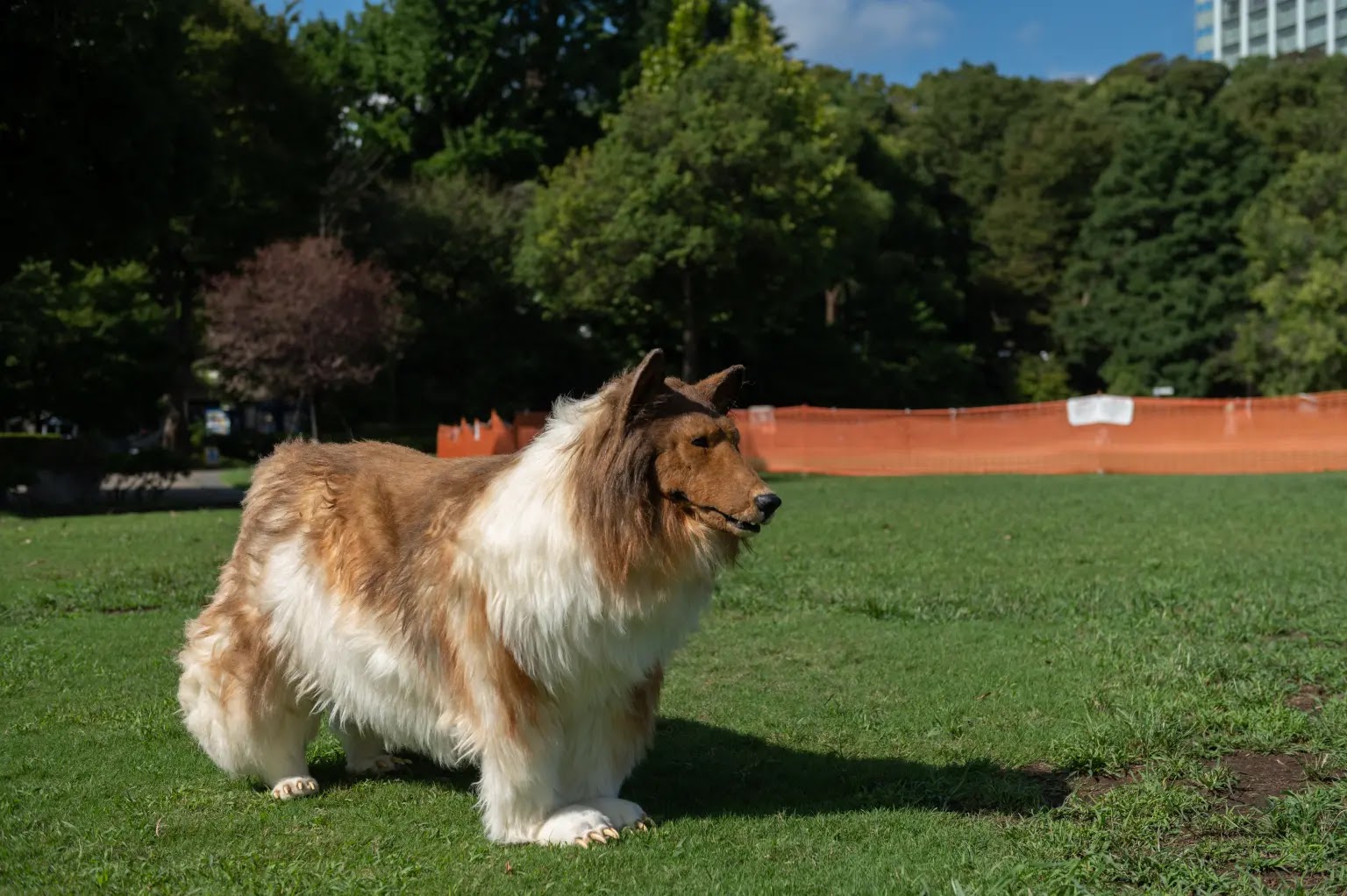 Toco the human collie