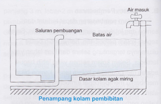 budidaya lele dumbo