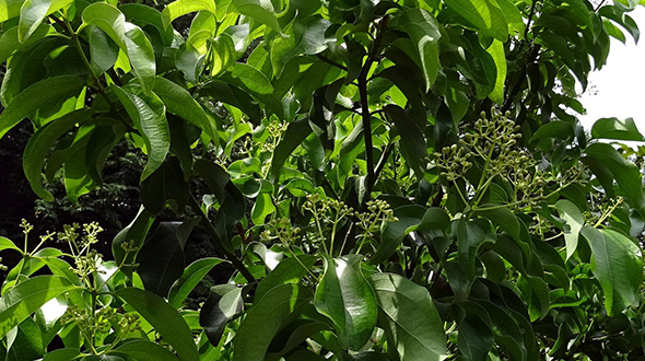 Medicinal shrub and tree species include cinnamon