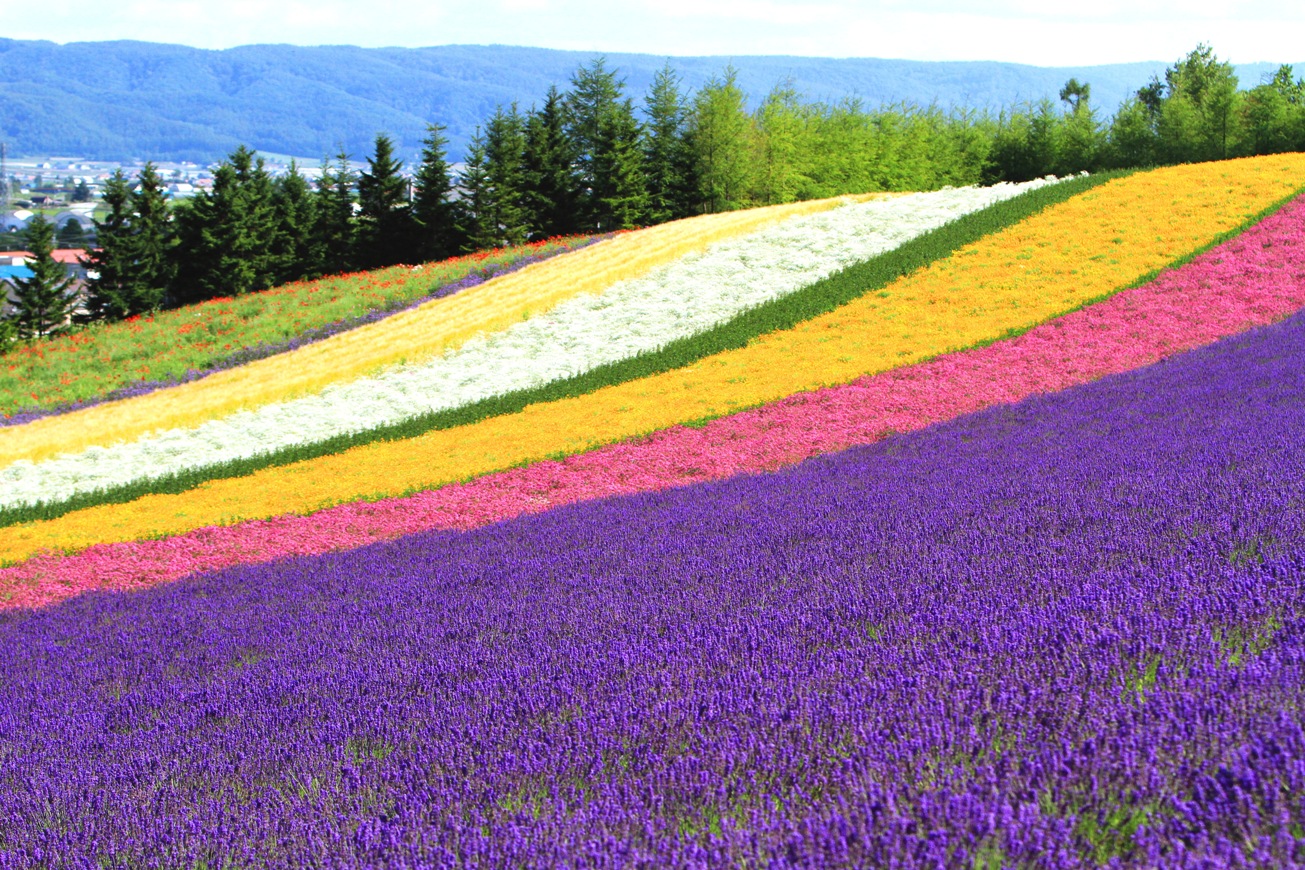 去渡假 找彩繪就對了 玩在日本 北海道 美瑛四季彩之丘