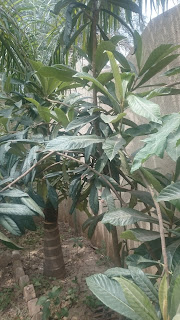 Loquat tree 