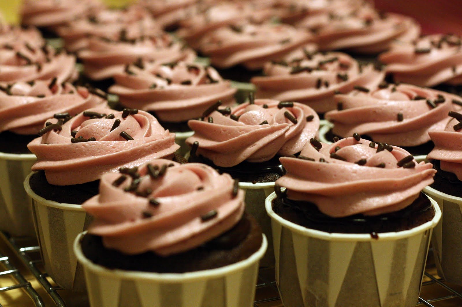 chocolate cupcakes