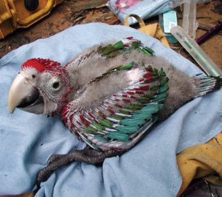 Mengobati Avian Tuberculosis Pada Burung