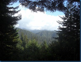 Trees of Mystery (11)