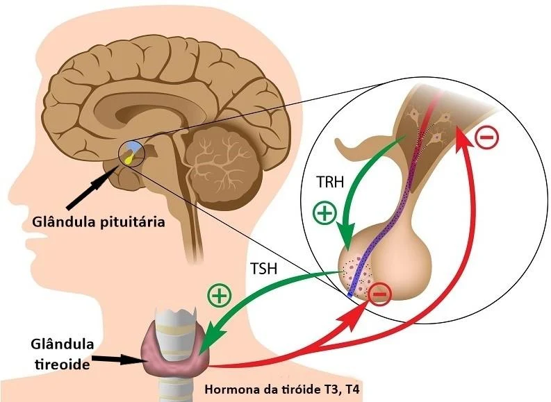 TSH Alto: Causas, Sintomas e Como Isso Afeta T3 e T4